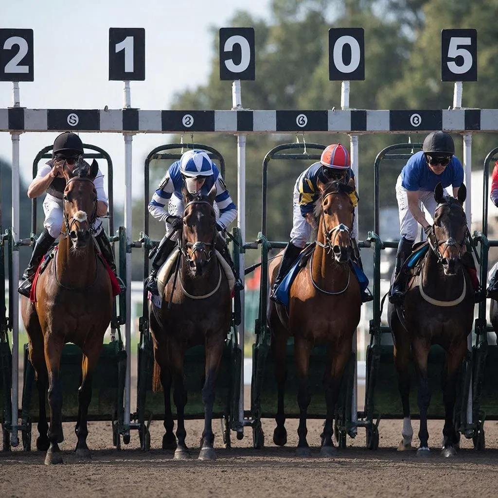 Gran campo de caballos de carreras en handicap con más de quince participantes compitiendo en pista amplia